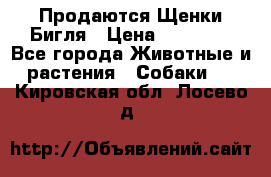 Продаются Щенки Бигля › Цена ­ 35 000 - Все города Животные и растения » Собаки   . Кировская обл.,Лосево д.